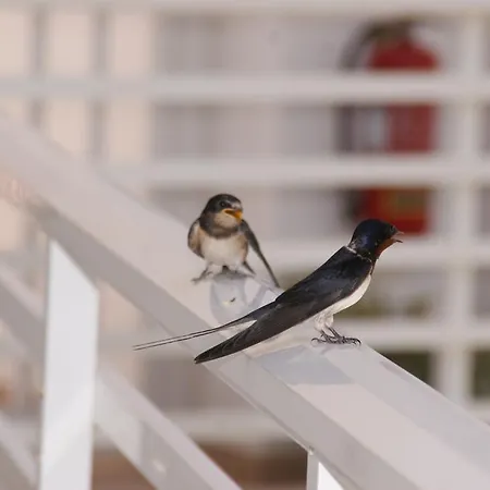 Апарт-отель Dream & Фалираки