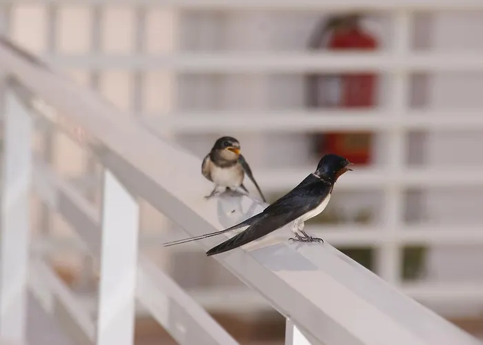 Apartmanhotel Dream & Faliráki